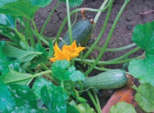 Some veggie garden favs attract  pollinators
